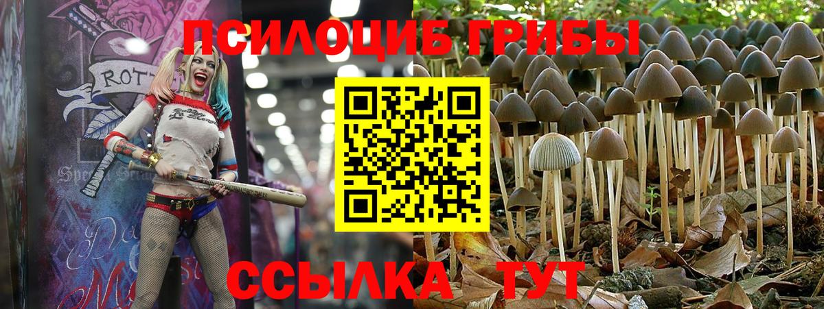 Богданович  Псилоцибиновые грибы мицелий  Вход с VPN 