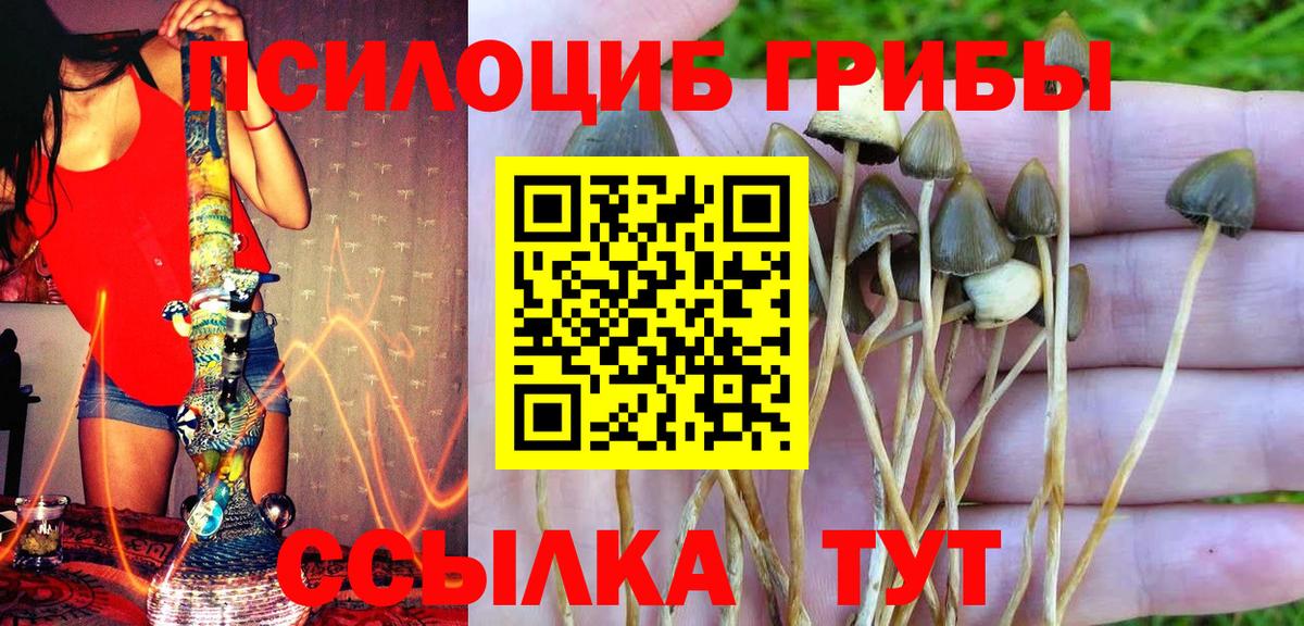 Галлюциногенные грибы Psilocybine cubensis Богданович